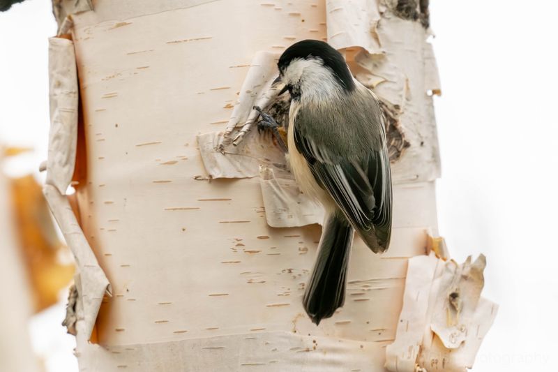 Chickadees Scour Bark And Leaves All Day