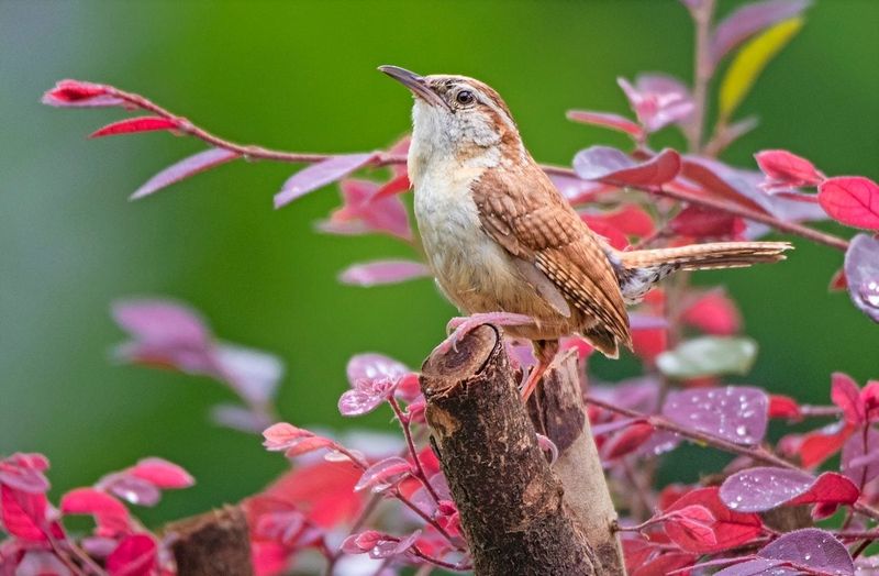 Carolina Wrens Comb The Brush You Forgot