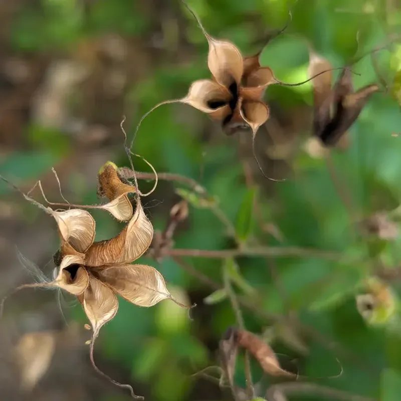 Its Seed-Based Cycle Takes Time
