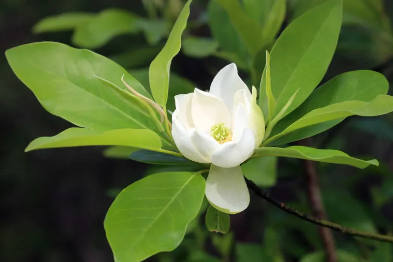 Sweetbay Magnolia Offers Fragrant All-Season Charm