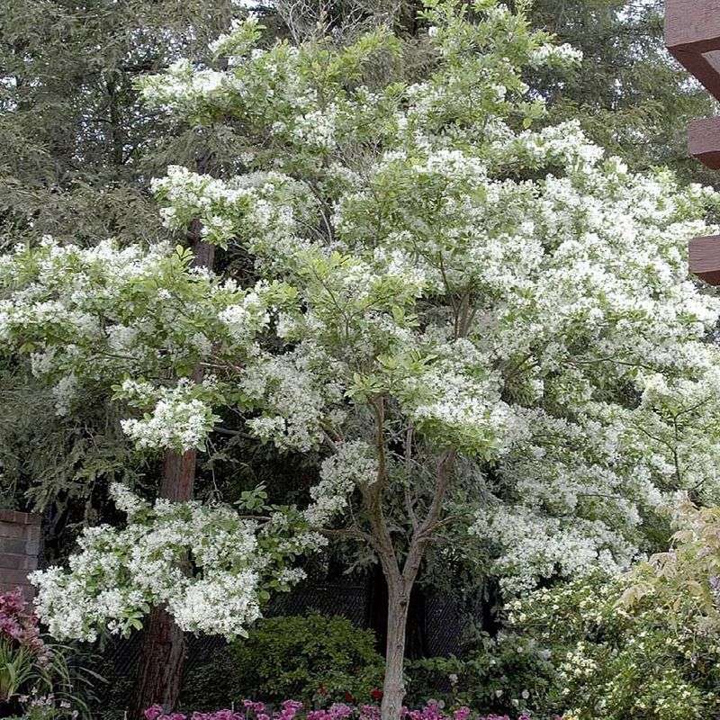 White Fringetree Offers Delicate Late Spring Drama