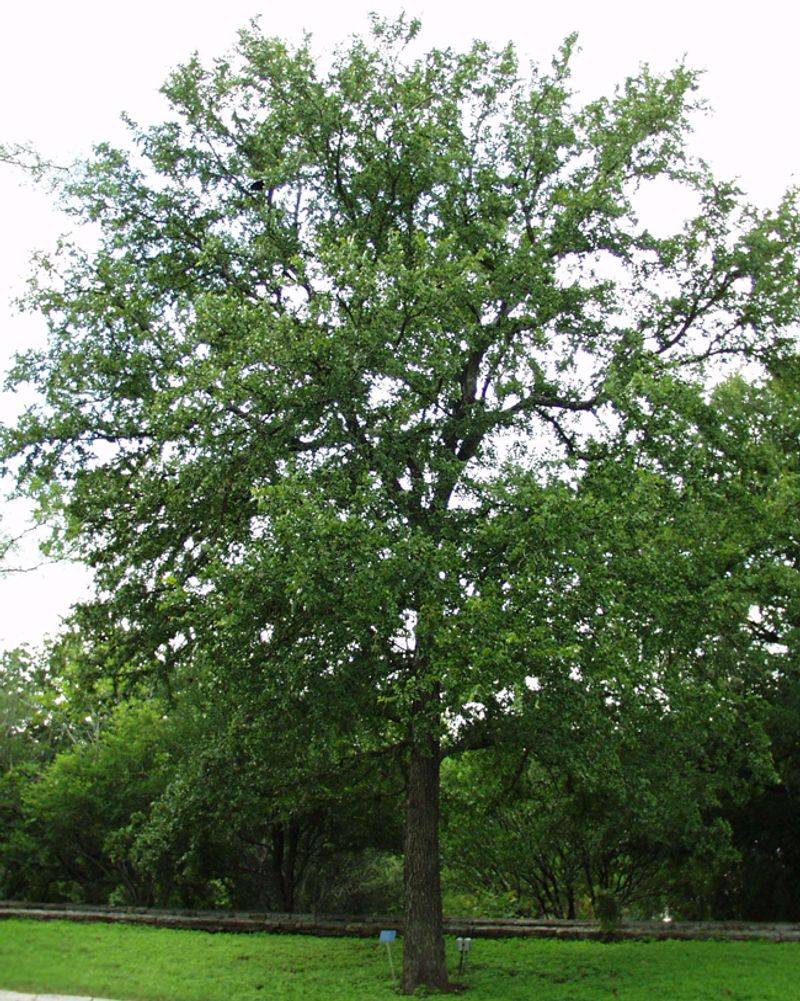 Cedar Elm Handles Heavy Clay Without Complaint