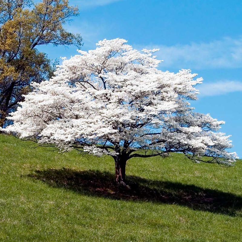 Flowering Dogwood Layers Bloom And Bird Food