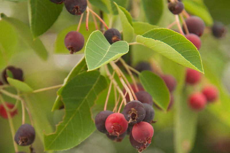Serviceberry Feeds Birds And Your Family Both