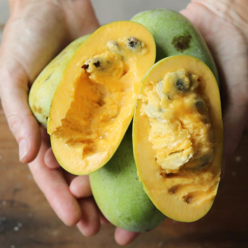 Pawpaw