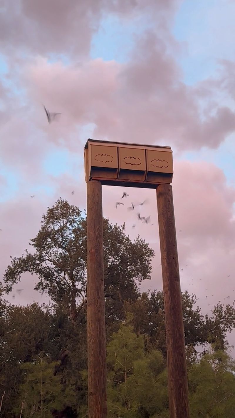Big Brown Bats Patrol The Night Skies