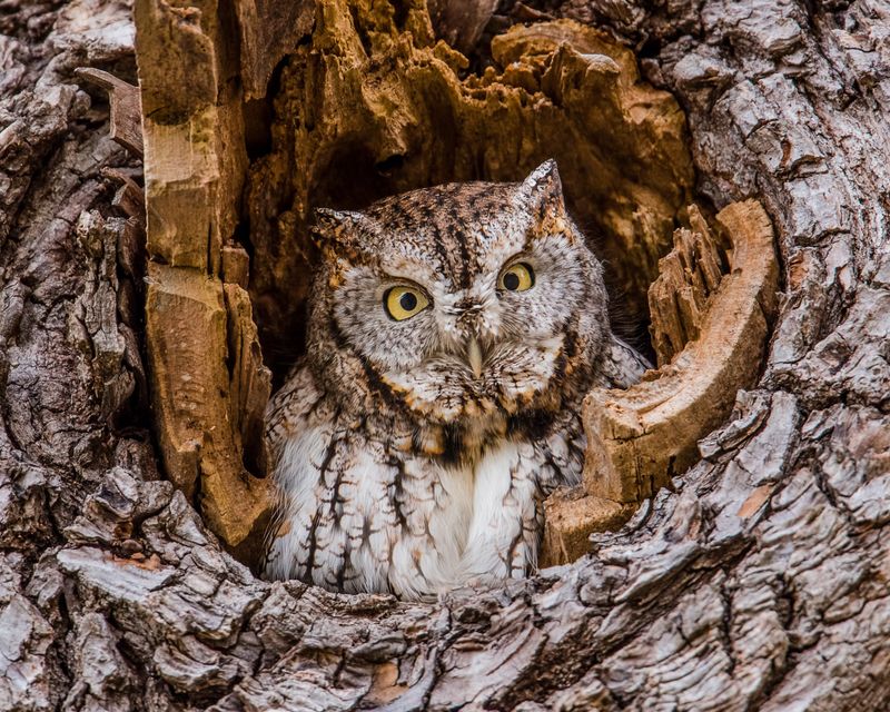 Meet Florida’s Small Night Hunter