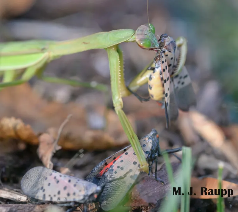 Do Not Make It Your Lanternfly Plan