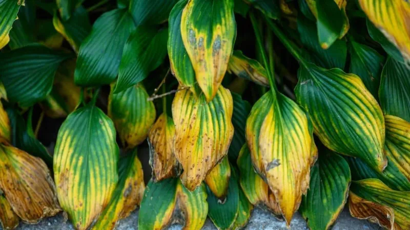 Wet Leaves Can Keep Disease Moving