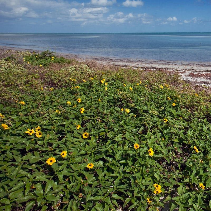 Beach Sunflower Feeds Bees And Beats The Water Bill