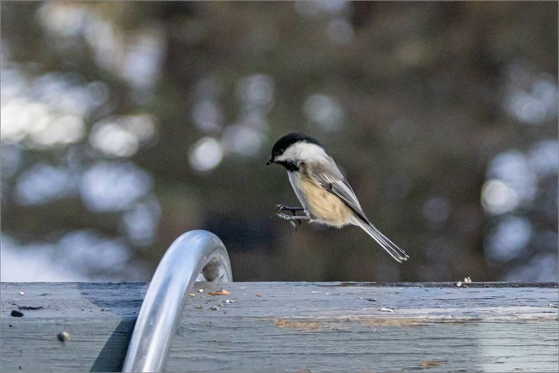 Birds Arrive Without Hesitation