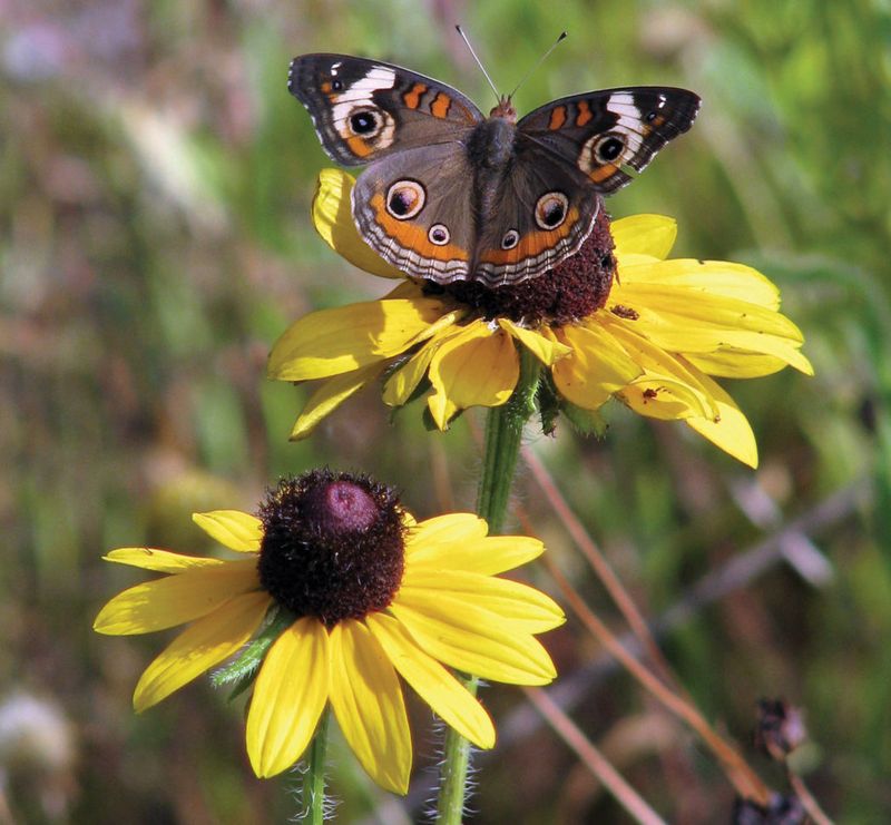Discover The Bright Black-Eyed Susan