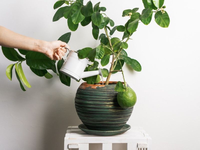 Quench Their Thirst With Deep, Consistent Watering