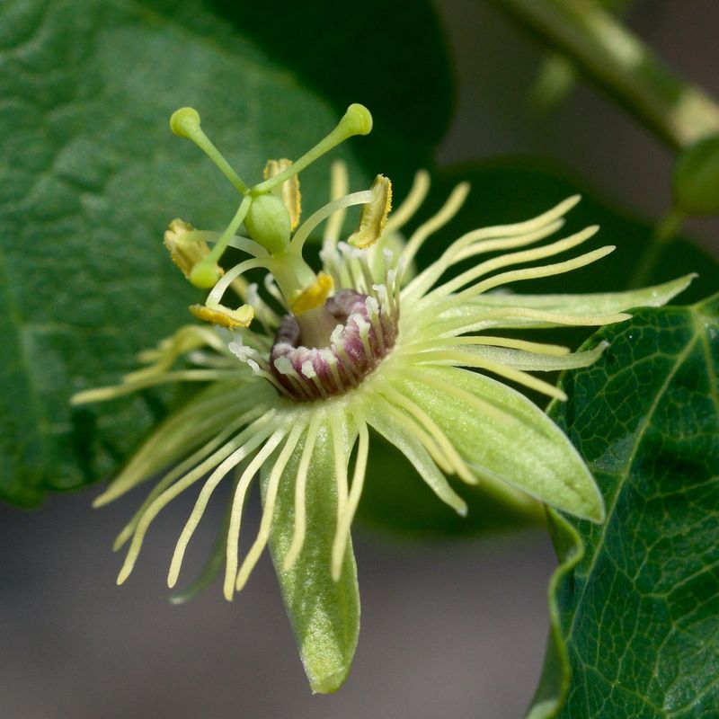 Seek Out The Yellow Passionflower