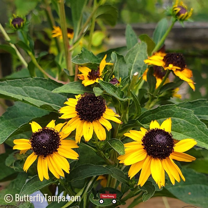 Discover The Enduring Beauty Of Orange Coneflower