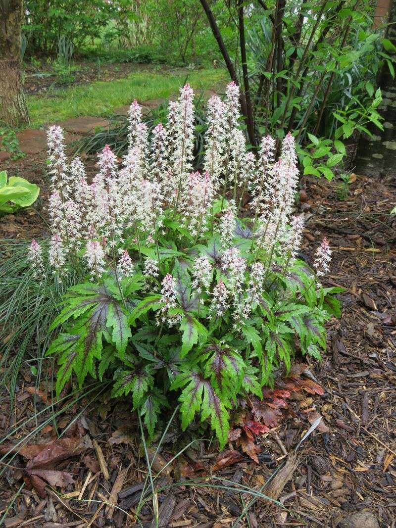 Layer In Heartleaf Foamflower For Spring Sparkle