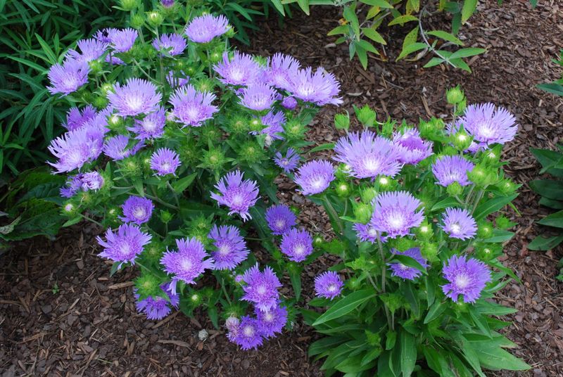 Adorn Your Edges With Stoke's Aster