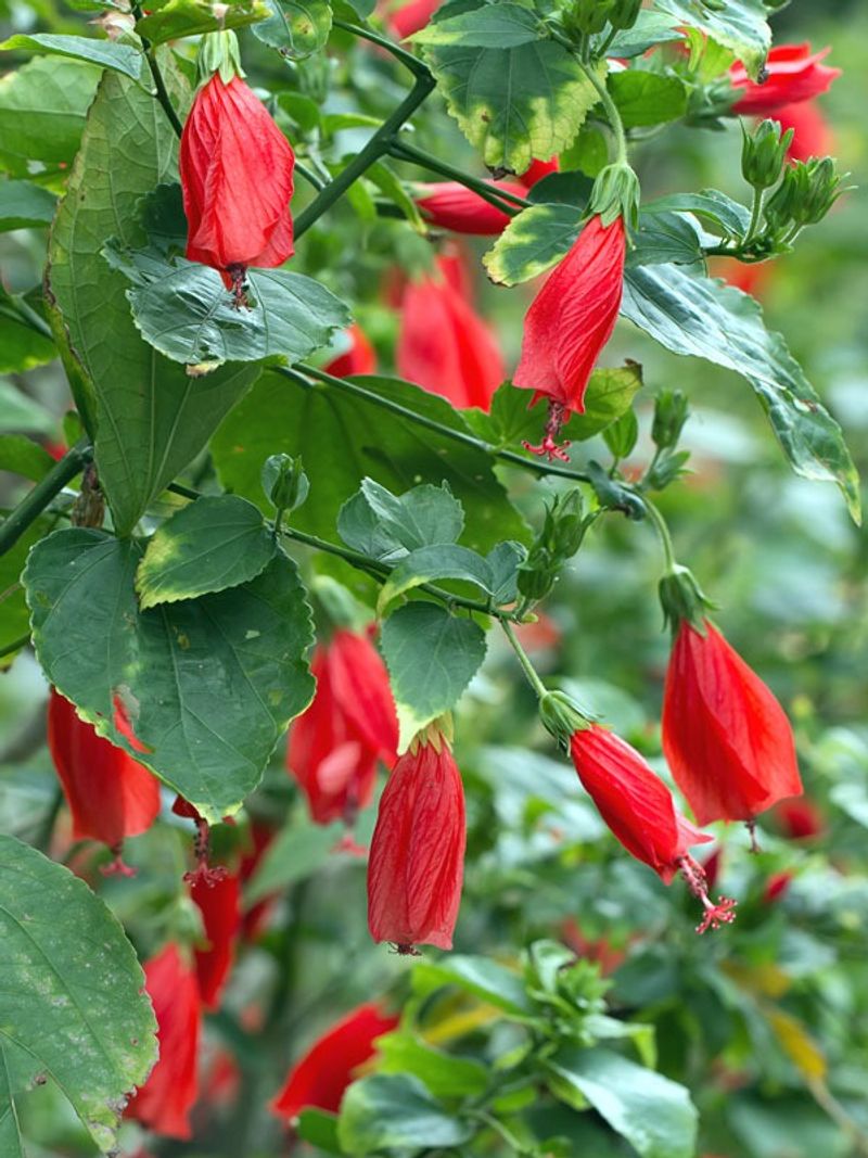 Turk's Cap Blooms Red In Shade Or Sun