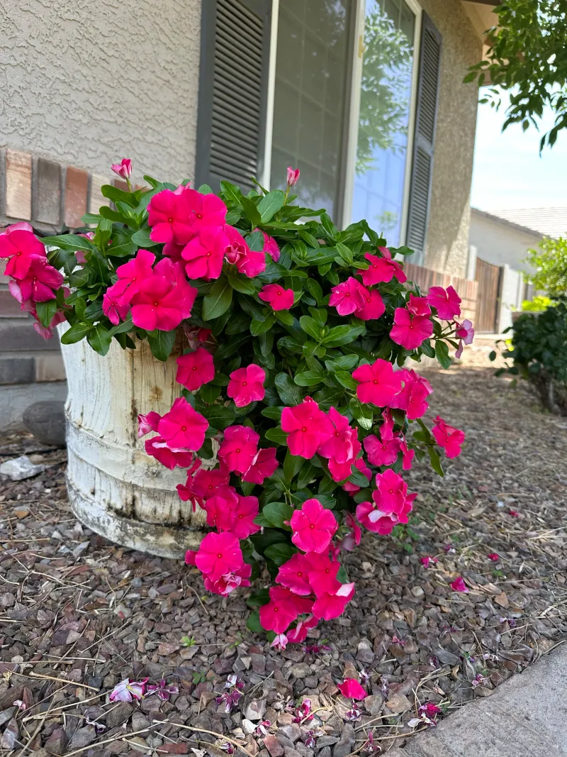 Cora XDR Vinca Offers Bulletproof Blooms