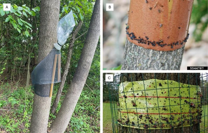 Use Traps Without Trading Insects for Wildlife
