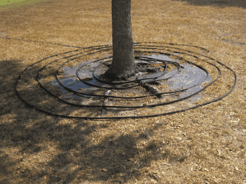 Newly Planted Trees Follow Another Clock