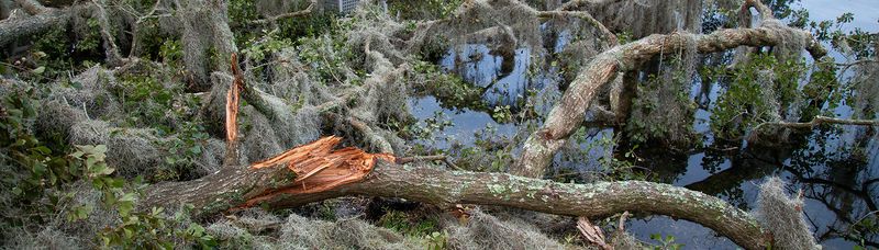Native Does Not Mean Hurricane-Proof