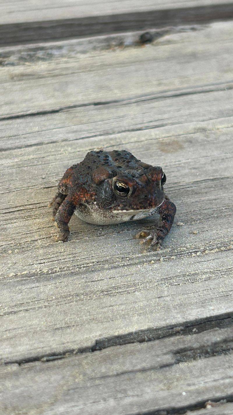 Southern Toads Are Ground-Level Pest Patrol