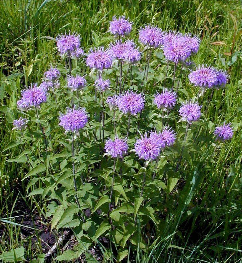 Wild Bergamot Delivers Fragrant Flying Feast