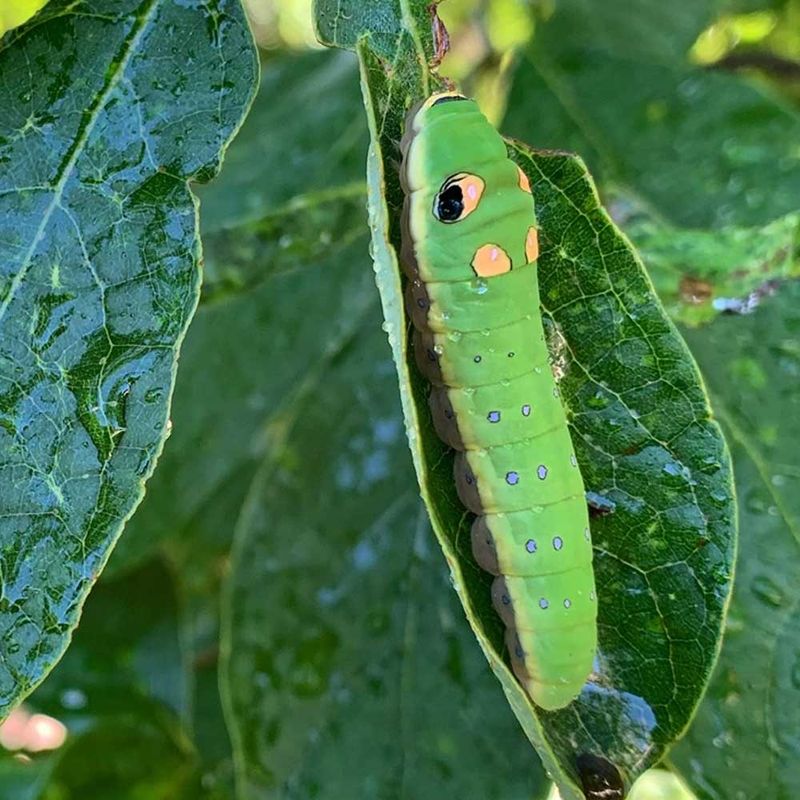 Spicebush Quietly Runs A Butterfly Nursery