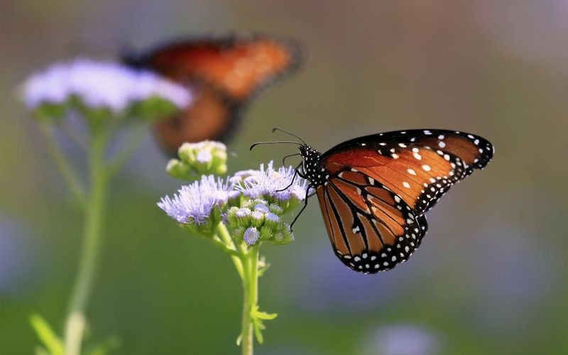 Gregg's Mistflower Throws A Fall Festival For Butterflies
