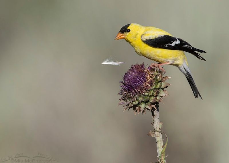 That Yellow Bird May Be An American Goldfinch