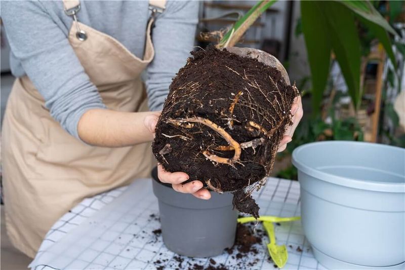 Build A Drainable Recovery Setup
