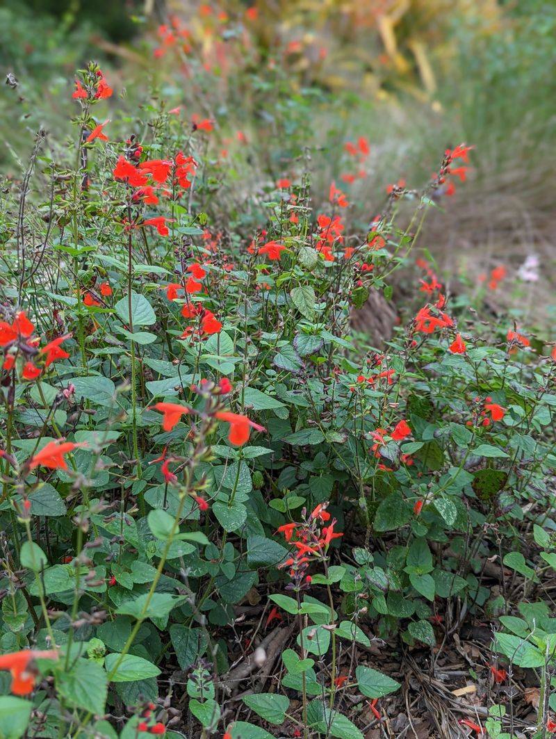 Manage Reseeding Without Turning It Into A Chore