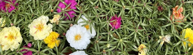 Check The Label: Moss Rose Is Not Common Purslane
