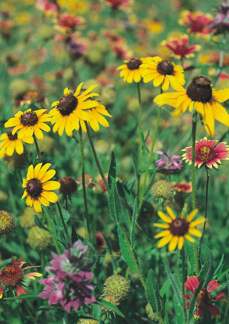 Build A More Diverse Native Bed
