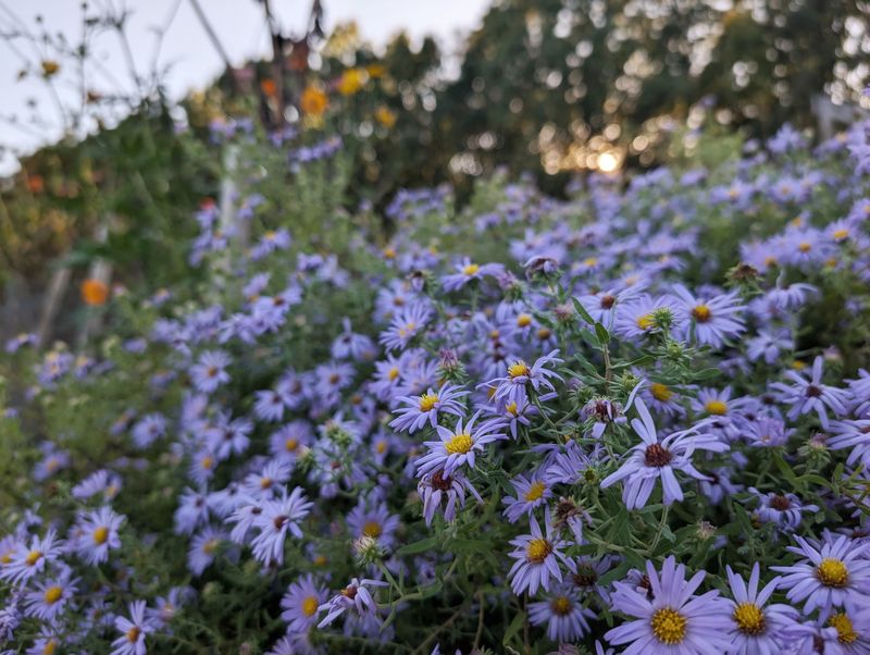 Maintain A Living Border, Not A Miracle Cure