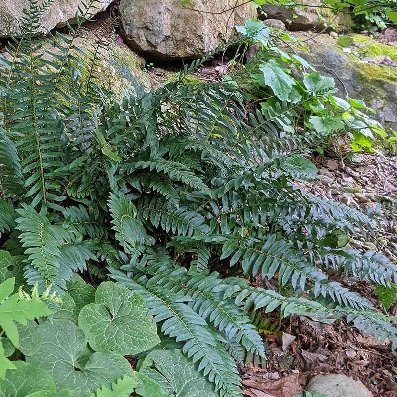 Anchor Your Shade With Evergreen Christmas Fern