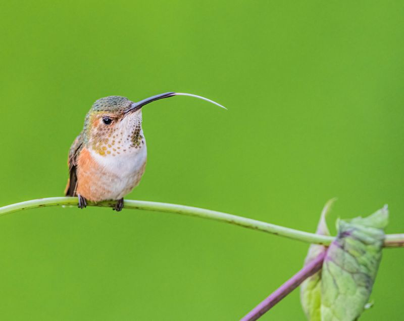 Protect The Habitat Around The Flowers