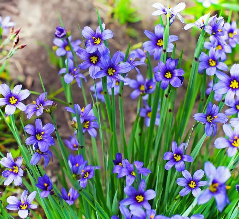 Blue-Eyed Grass Delivers Delicate Color In Small Spaces