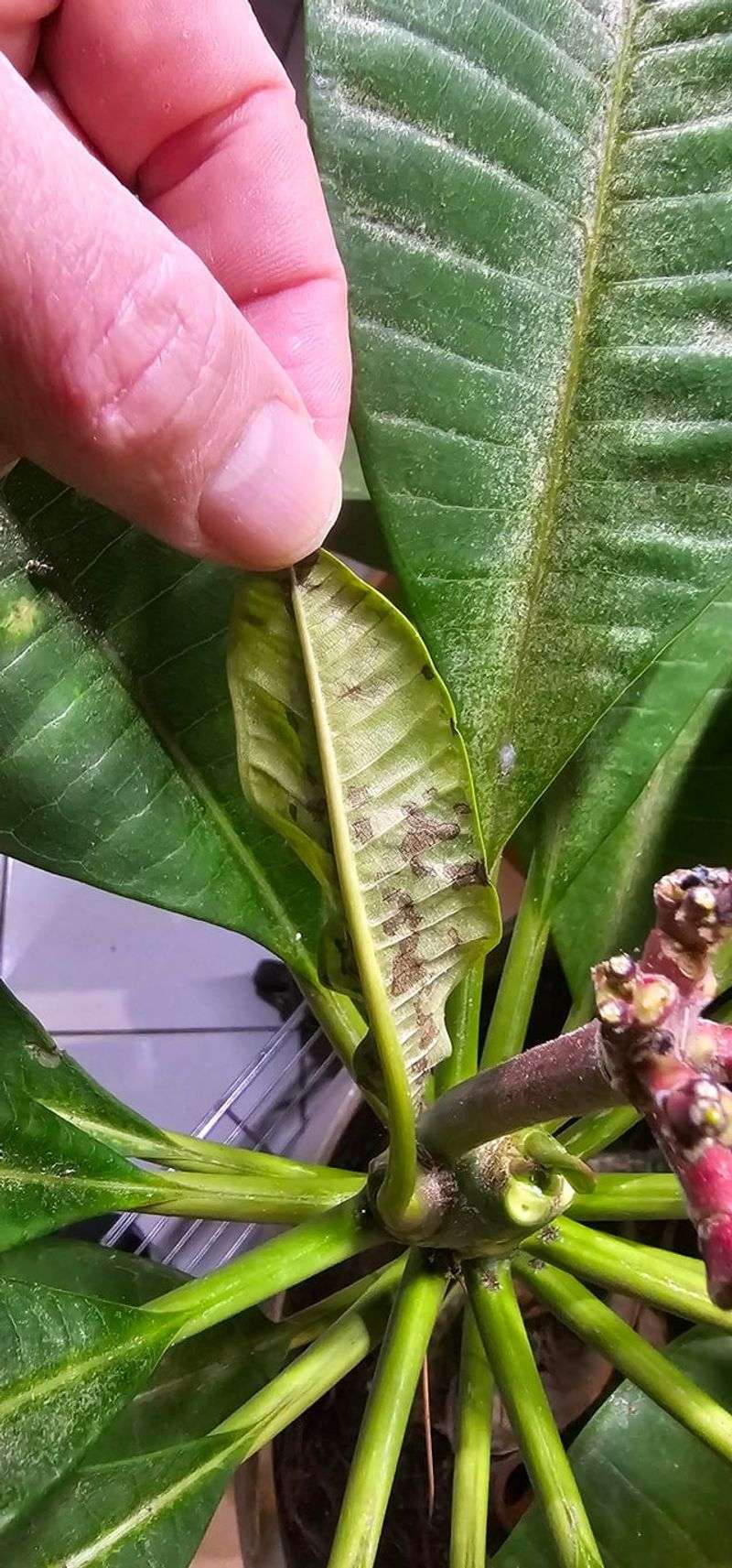 Inspect Regularly Before Choosing A Treatment