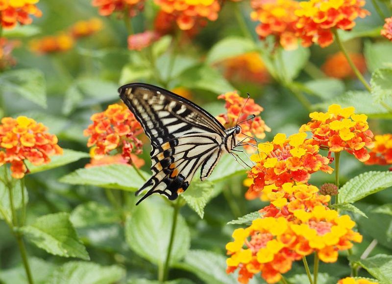 Plan For Freezes, Berries, And Pollinators