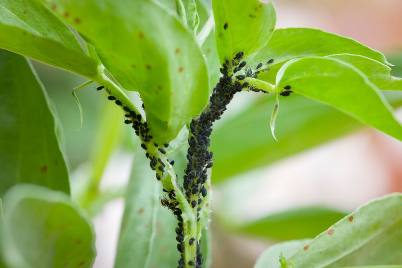 Protect Against Pests Before They Take Over