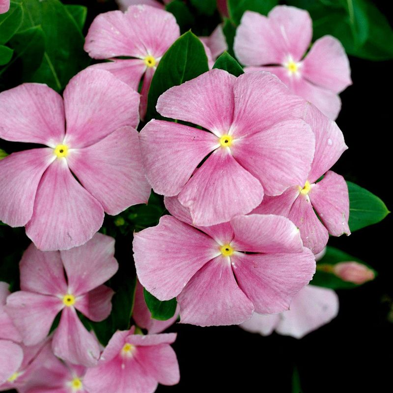 Match the Plant to the Porch and Region