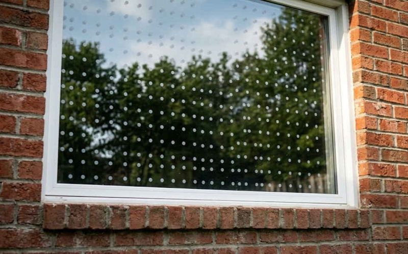 A Welcoming Yard Also Needs Safer Glass