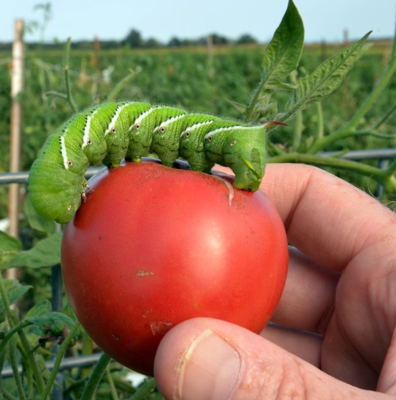 Pests Are Smaller Foes In The Fall But Still Present