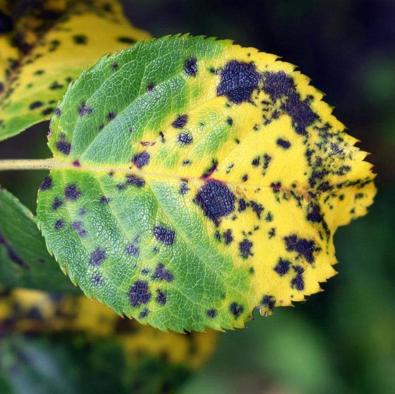 Beat Black Spot Before It Strips The Leaves