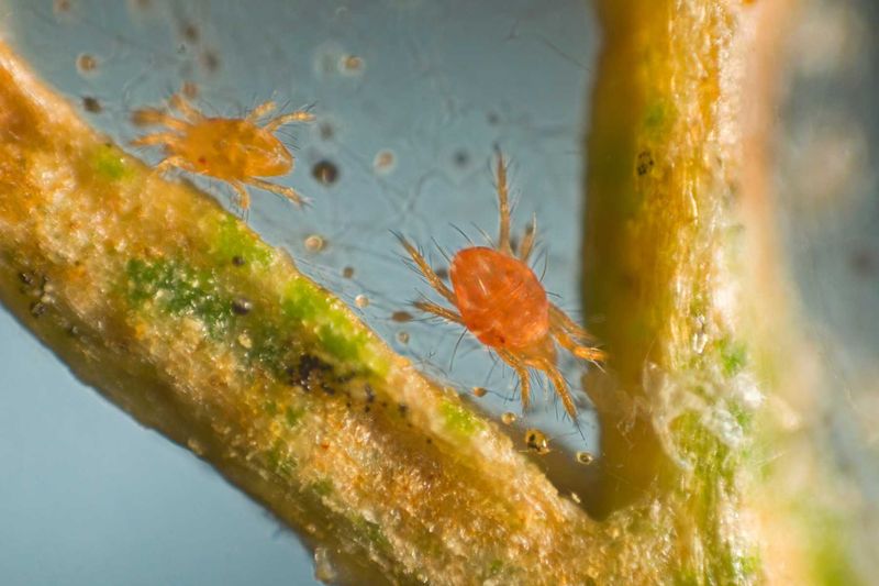 Guard Against Pests And Prepare For Weather Shifts