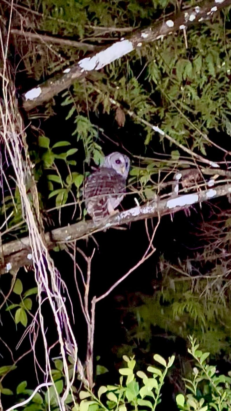 Let The Owl Hunt Without Interference