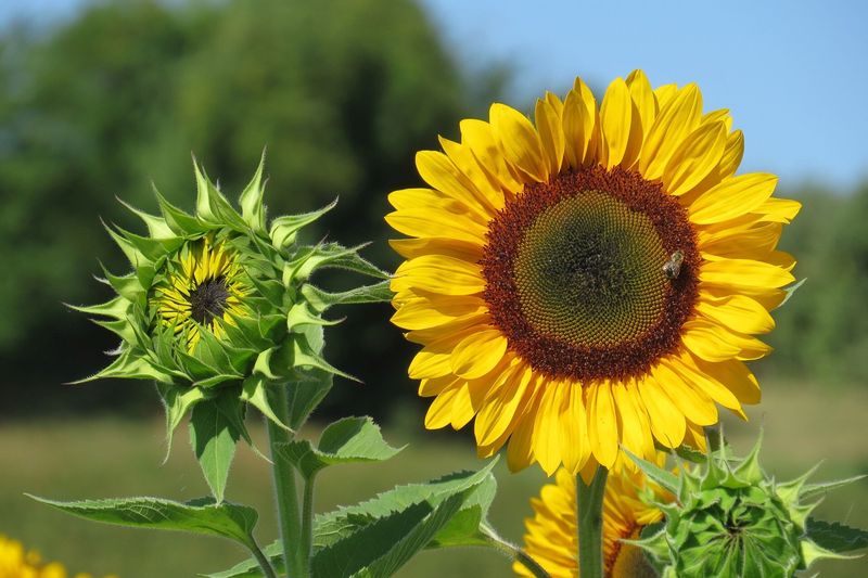 Young Plants Track the Sun; Mature Heads Usually Stop