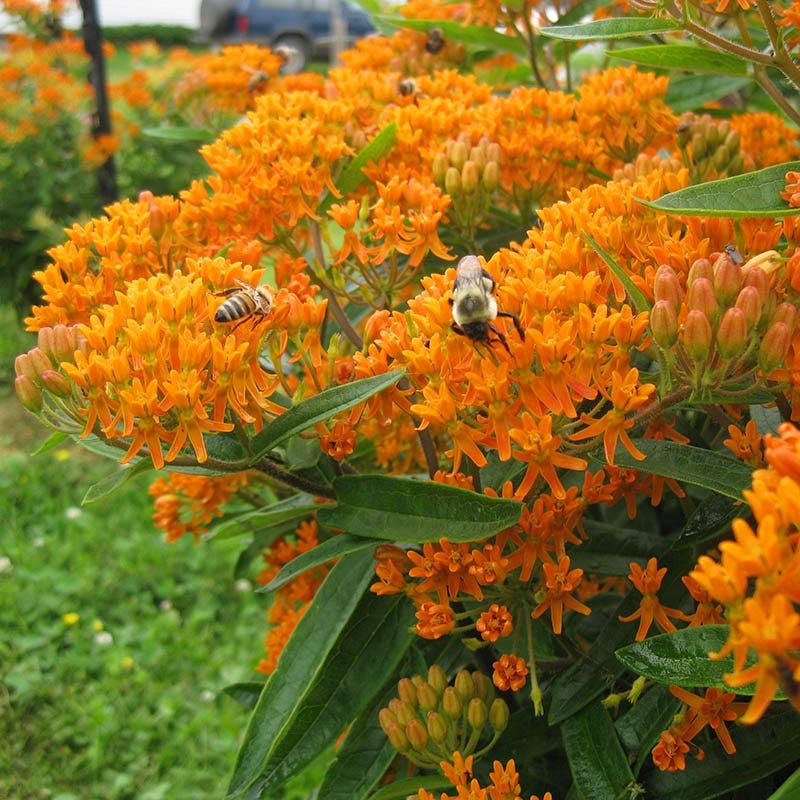 The Native Plants That Genuinely Love Clay